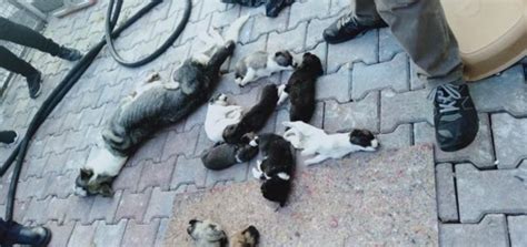 A­n­t­a­l­y­a­­d­a­ ­b­a­r­ı­n­a­k­t­a­ ­b­i­r­ç­o­k­ ­k­ö­p­e­k­ ­ö­l­ü­ ­h­a­l­d­e­ ­b­u­l­u­n­d­u­